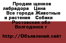 Продам щенков лабрадора › Цена ­ 20 000 - Все города Животные и растения » Собаки   . Ростовская обл.,Волгодонск г.